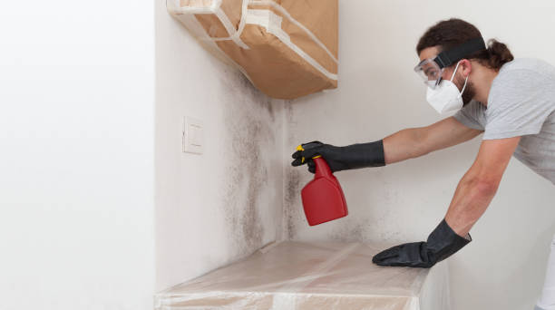 Professional Mold Removal technician working in Lincoln, MA